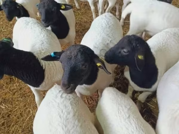 Owca, Dorper sheep