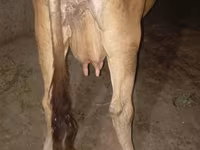 Cow, Ukrainian Brown Dairy Cattle — photo 2