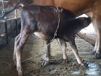 Cow, Alatau breed — photo 1