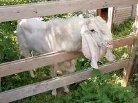 Koza, Nubian Goat — zdjęcie 8