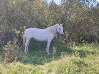 Mare, Percheron — photo 3