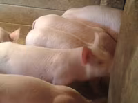 Eber, Schweine — Foto 1