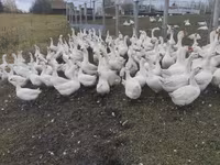 Geese — zdjęcie 6