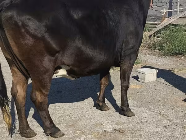 Cow, Holstein breed