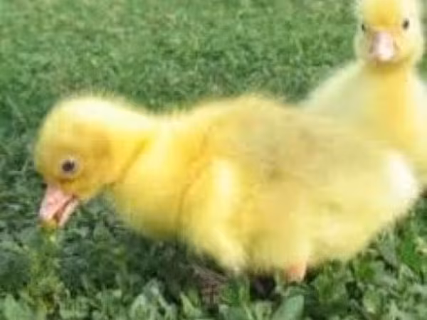 Geese — Rosja