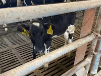 Kuh, Holstein-Rasse — Foto 6
