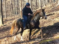Caballo, Rocky Mountain Horse — foto 1
