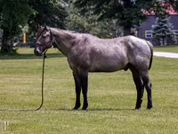 Koń, Quarter Horse — zdjęcie 1