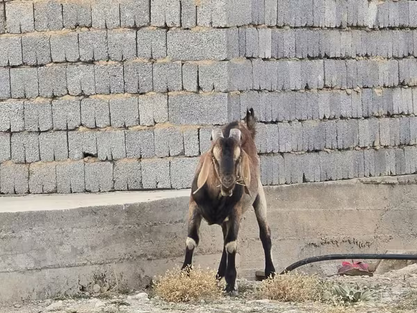 Kozioł, Nubian Goat