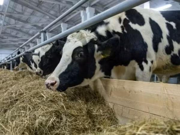 Krowa, Russian Black pied cattle — Rosja