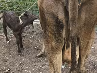 Krowa, Simmental cattle — zdjęcie 4