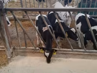 Bulle, Holstein-Rasse — Foto 4