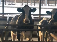 Cow, Yaroslavl cattle — photo 8