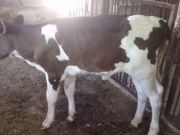 Cow, Brown Latvian