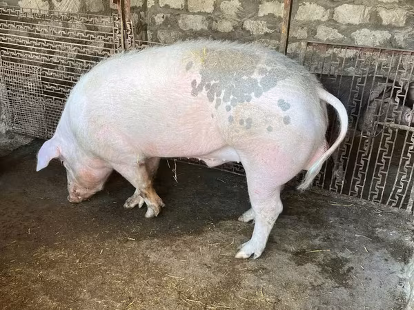 公猪, Pigs