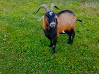 Ziegenbock, Czech Brown Shorthaired goats — Foto 2