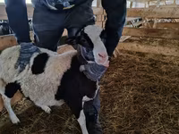 Ram, Baerchuke sheep — photo 1