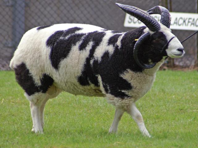 Jacob's sheep
