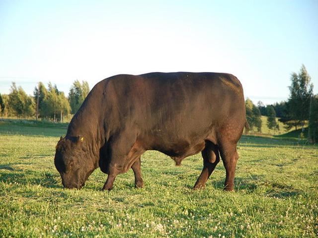 Aberdeńsko-anguska