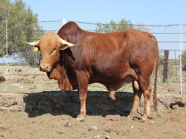 Afrykaner