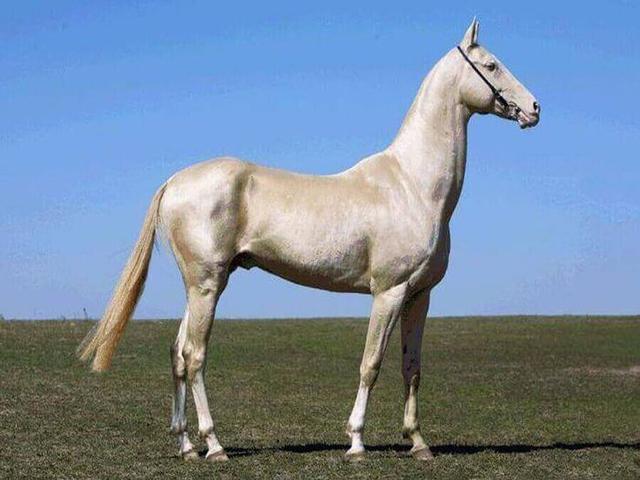 Akhal-Teke