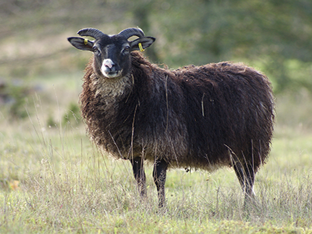 Aland sheep