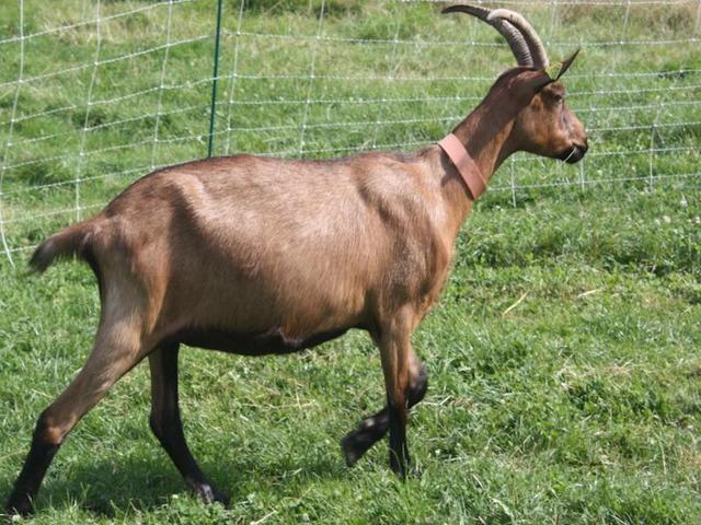 Alpine goat