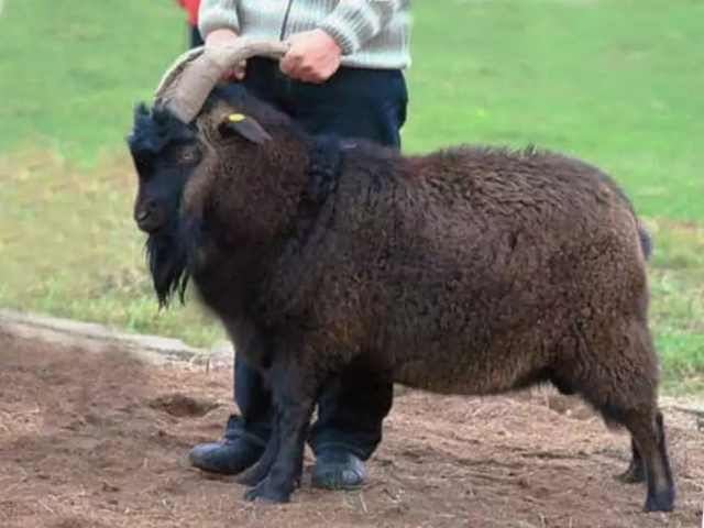Altai Mountain goats
