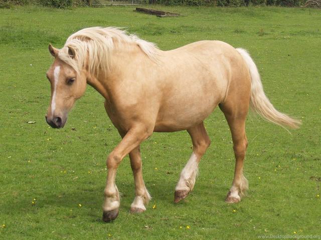 American Cream horse