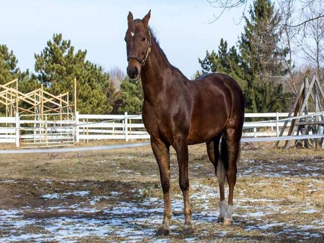 American Saddlebred