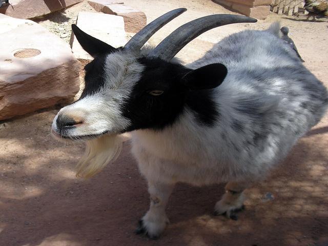American pygmy goats