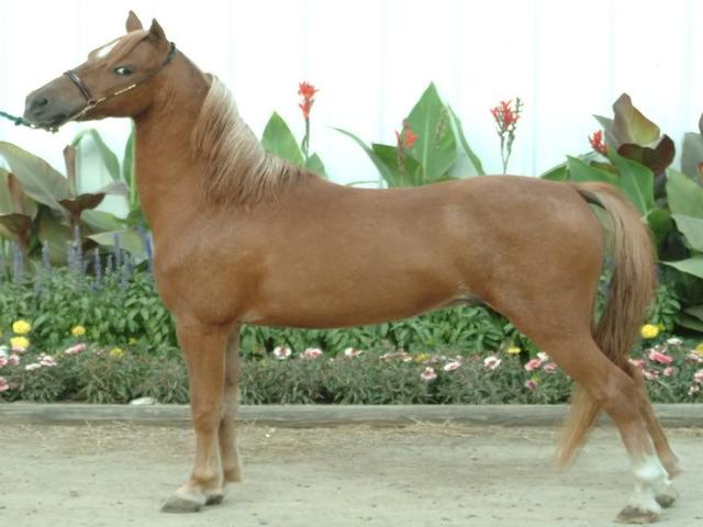 American shetland pony