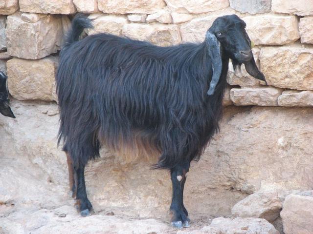 Anatolian Black goats