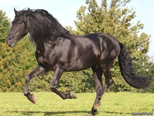 Andalusian horse