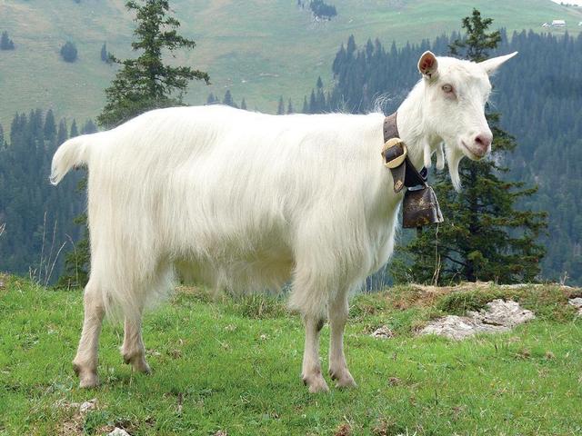 Appenzelle goat