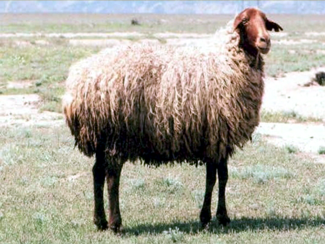 Apsheron sheep