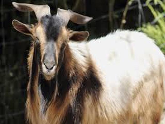 Arapawa goats