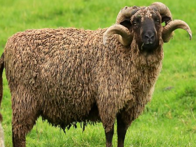 Arapawa sheep