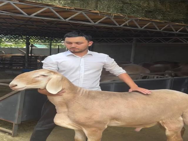 Arashan sheep