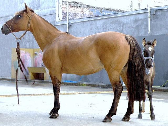 Argentine Criollo horse