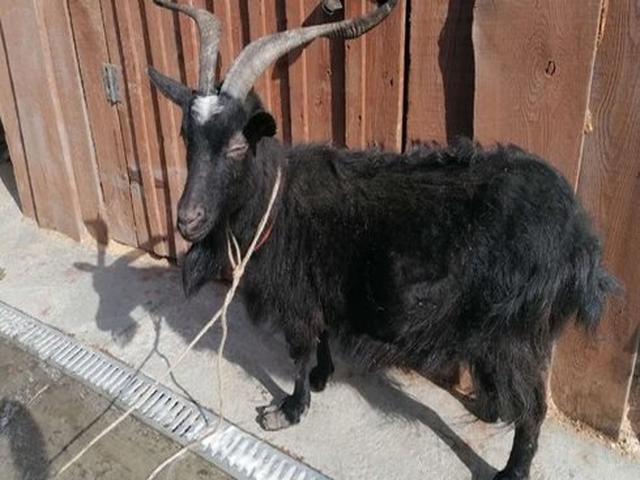 Armenian coarse-haired goat