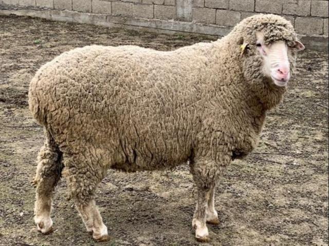 Artlukh merino sheep