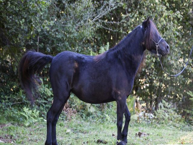 Asturian Pony
