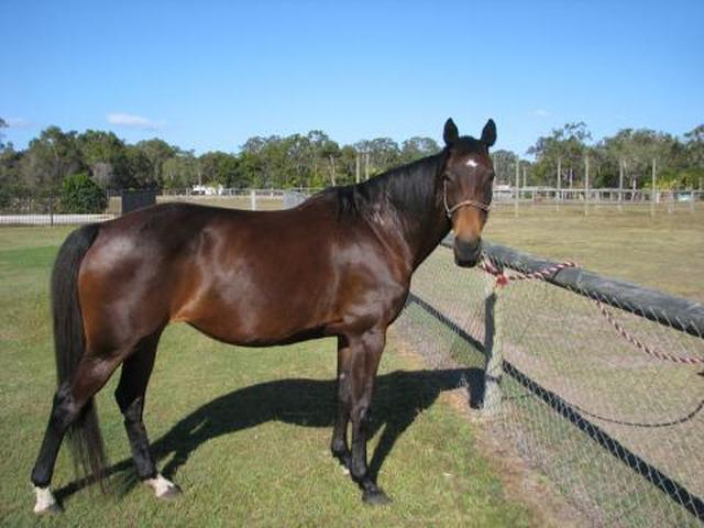 Australian warmblood