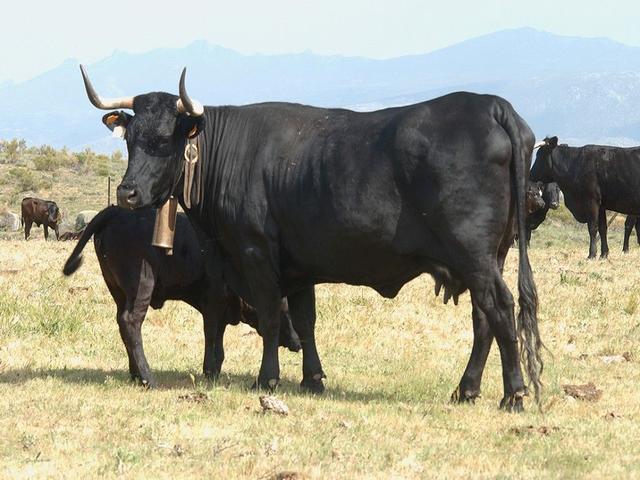 Avileńska czarna Iberica