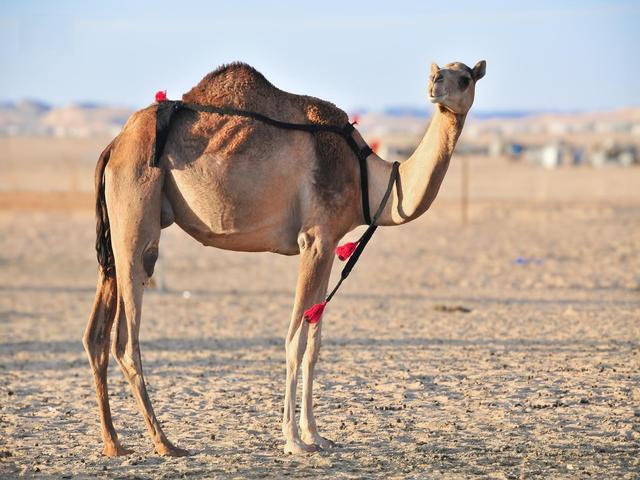 Awarik camel
