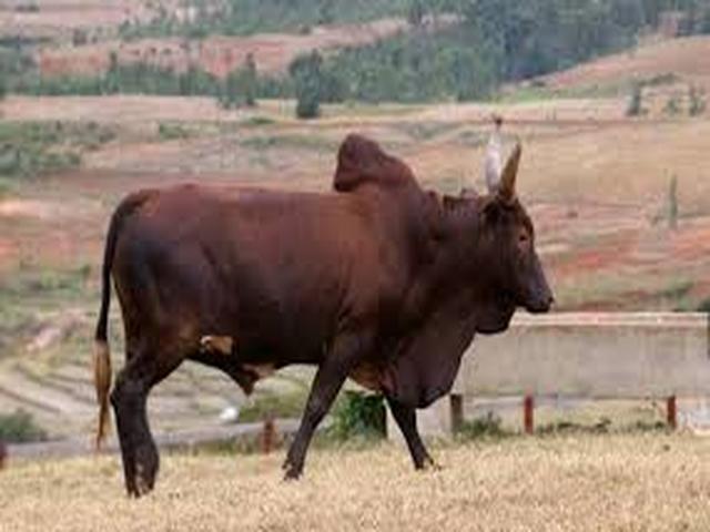 Azerbejdżański zebu