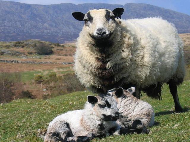 Badger-faced Welsh Mountain Sheep