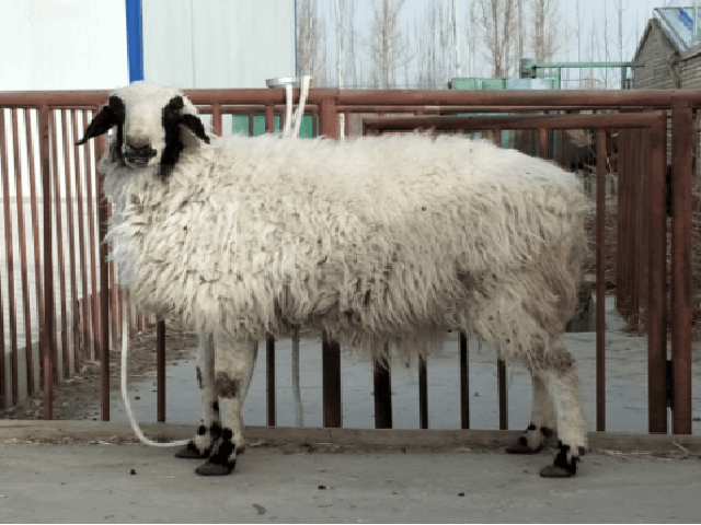 Baerchuke sheep