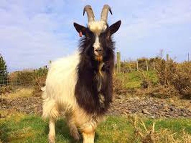 Bagot goat